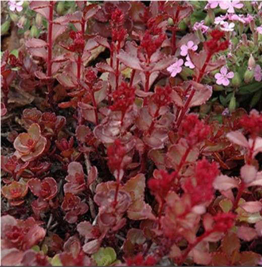 Sedum ‘Red Carpet’ in flower