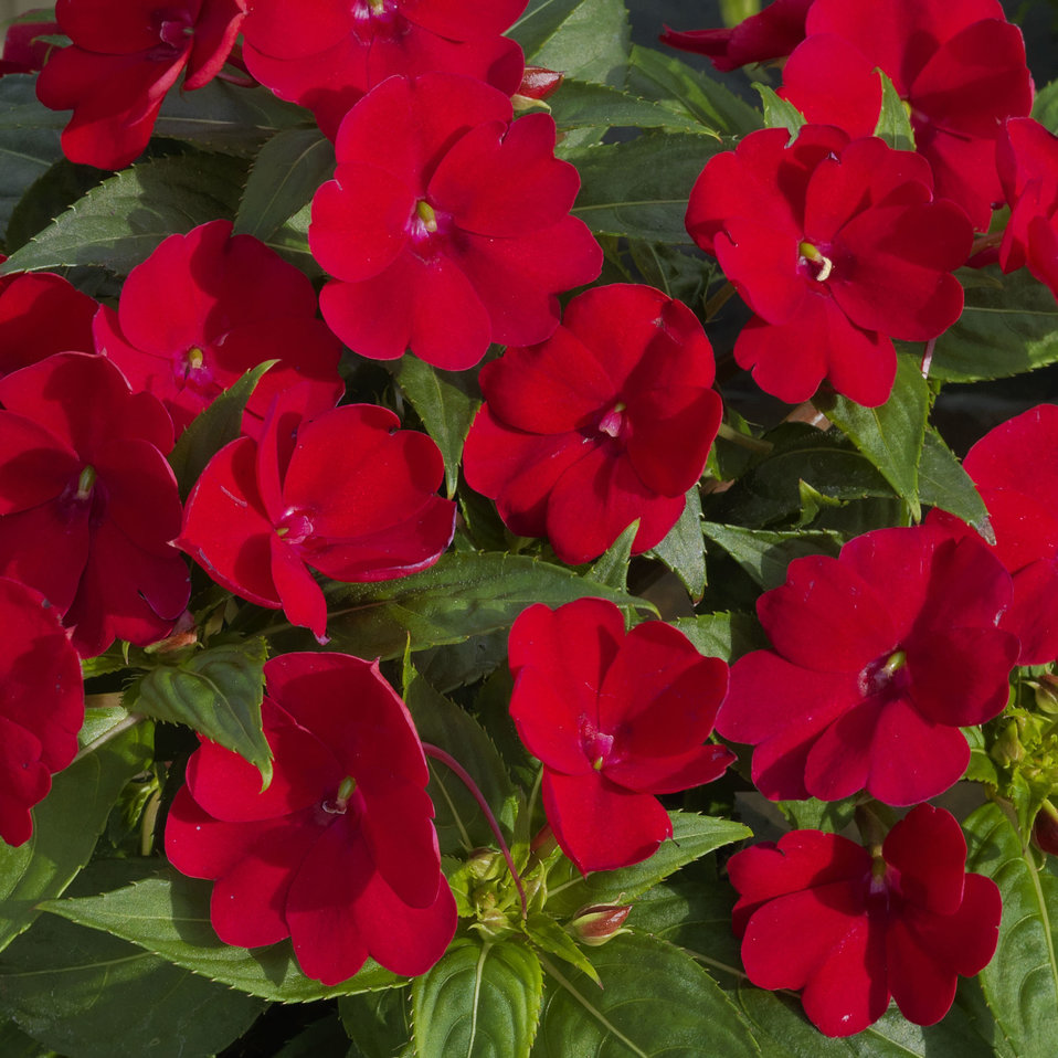Sunpatiens® Compact Red flowers