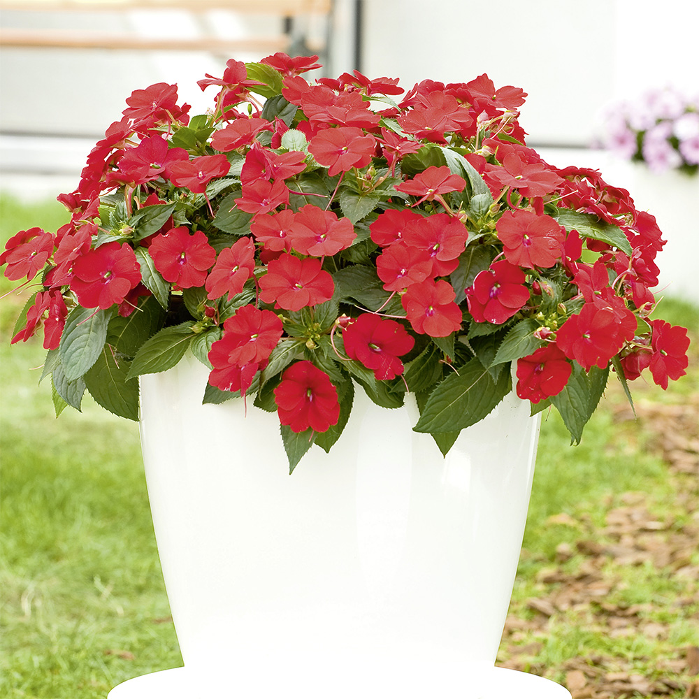 Sunpatiens® Compact Red container planting