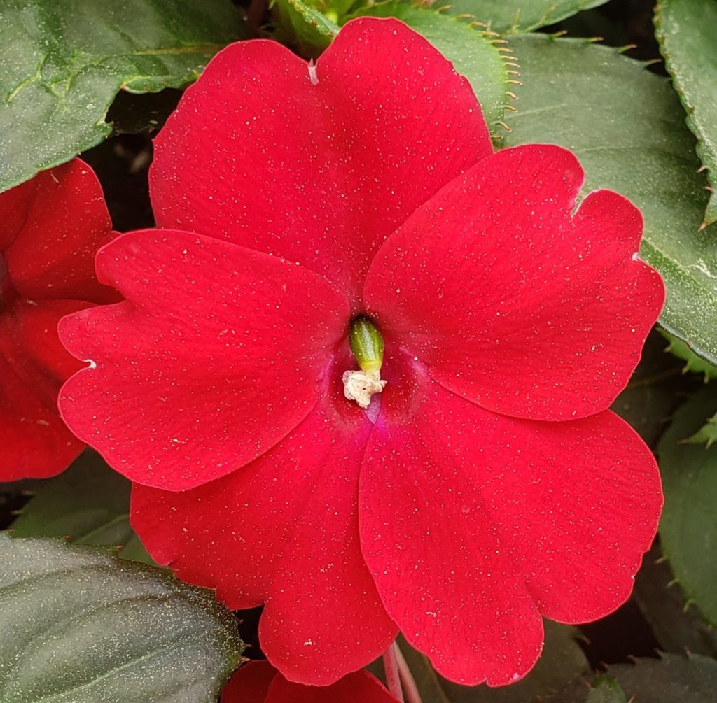 Sunpatiens® Compact Red flower close-up