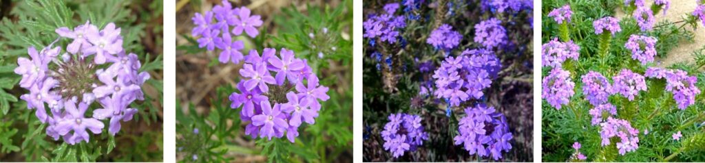 Verbena Prairie purple flowers