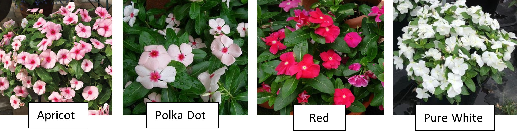 Vinca Cora® XDR Mix