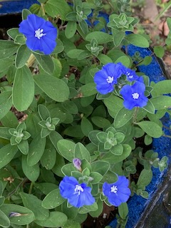 Blue Daze (plant with flowers) Dazzles
