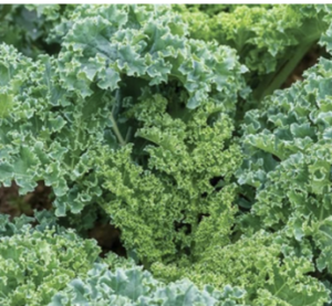 Dwarf Blue Curled Kale