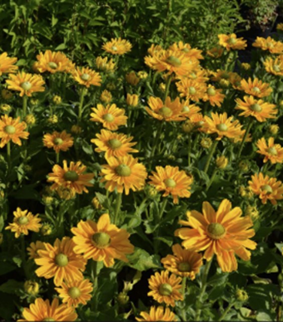 Rudbeckia hirta 'Amarillo Gold'