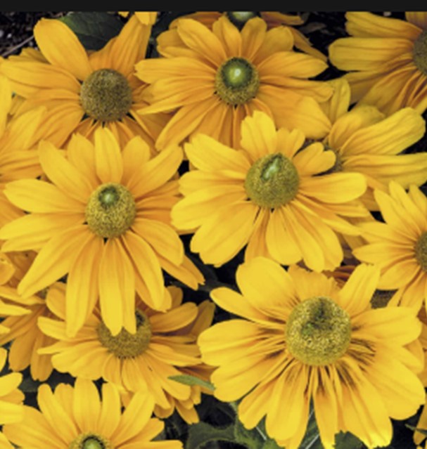 Rudbeckia hirta 'Amarillo Gold' - flowers up close