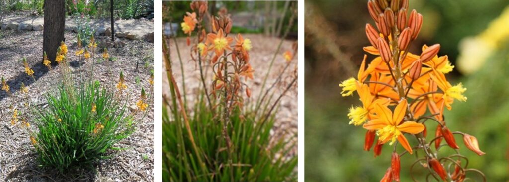 Bulbine Orange