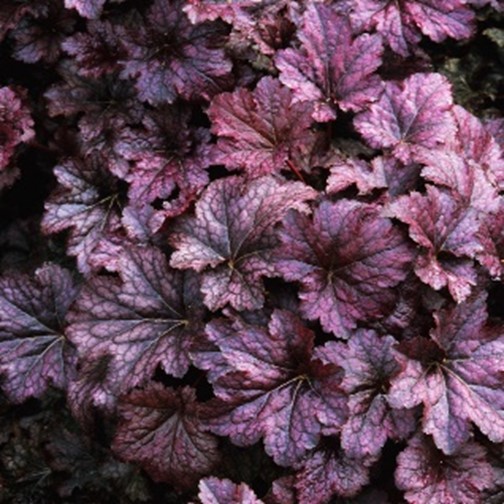 Coral Bells ‘Palace Purple’ foliage