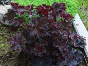 Coral Bells ‘Palace Purple’