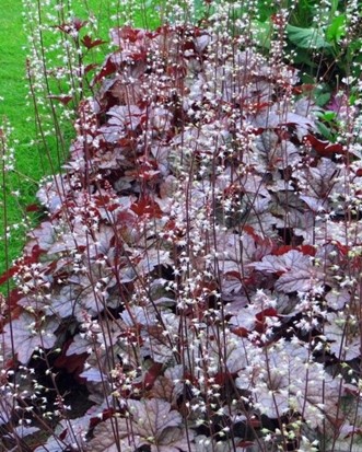 Coral Bells ‘Palace Purple’ with Flowers