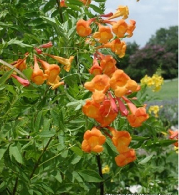 Esperanza ‘Orange Jubilee’ plant