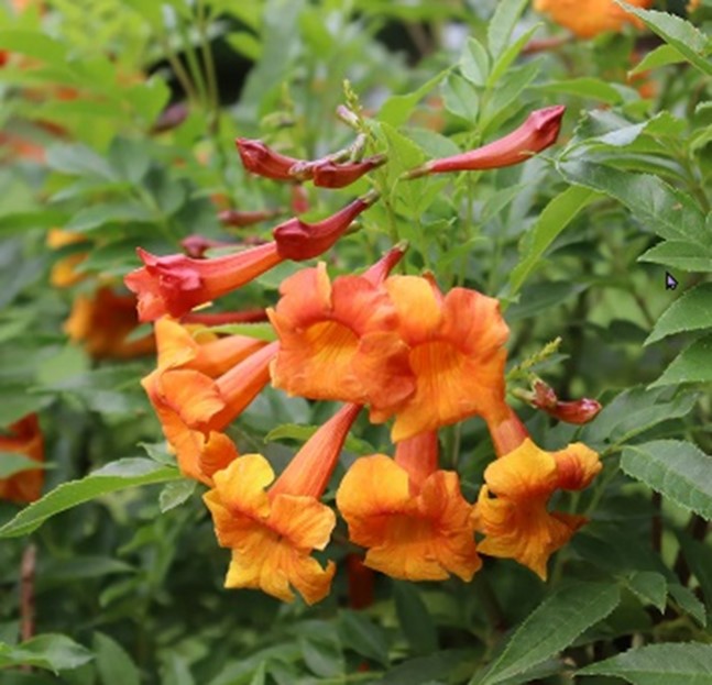 Esperanza ‘Orange Jubilee’ flowers