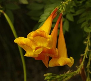 Esperanza ‘Orange Jubilee’ close up of trumpet shaped flowers