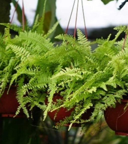 Fern Kimberly hanging basket