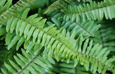 Fern Kimberly foliage