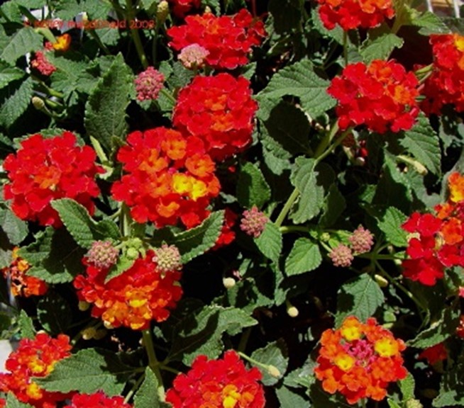 Lantana ‘Bloomify™ Red' blooming plant