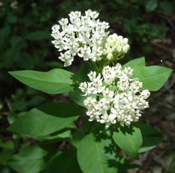 Texana Milkweed (White Milkweed)