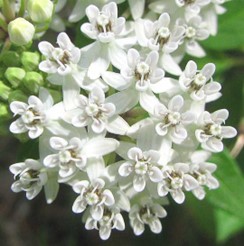 Texana Milkweed (White Milkweed) flower