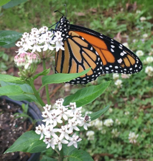 Texana Milkweed (White Milkweed) with butterfly