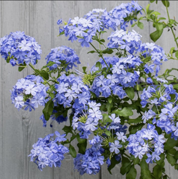 Plumbago ‘Imperial Blue’ plant