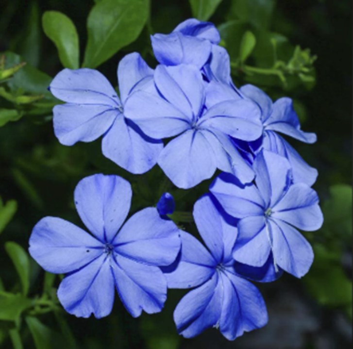 Plumbago ‘Imperial Blue’ blue flower cluster