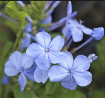 Plumbago ‘Imperial Blue’ blue flower cluster