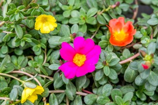 Purslane (Portulaca) pink, yellow, and orange flowers and foliage