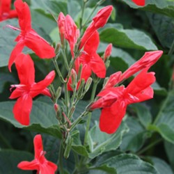Ruellia Red Elegans red flowers