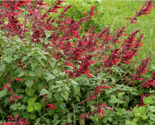 Salvia ‘Roman Red’ planting