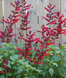 Salvia ‘Roman Red’ plant in bloom with spikes of red flowers