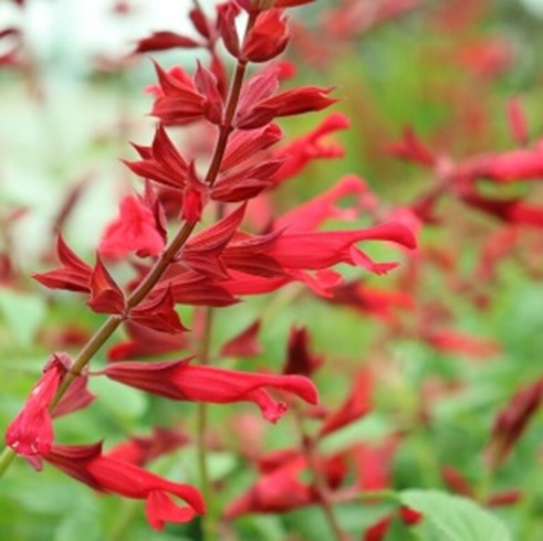 Salvia ‘Roman Red’ close-up of long red flowers