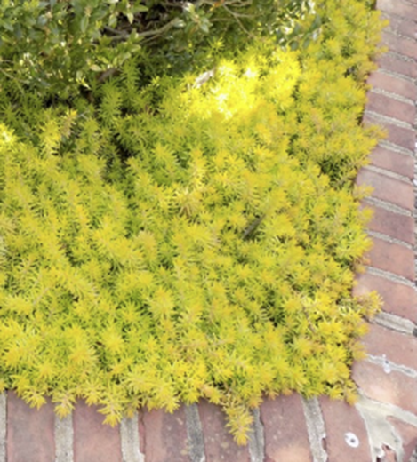 Sedum 'Angelina'