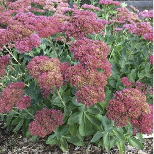Sedum 'Autumn Fire' blooming plant