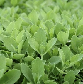 Sedum 'Autumn Fire' foliage
