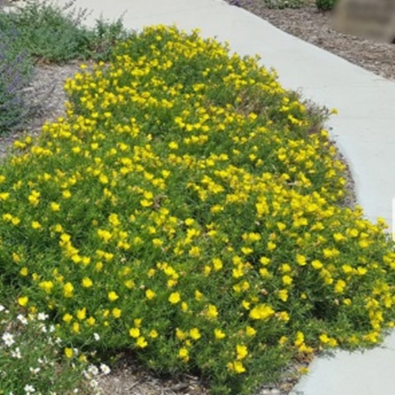 Texas Primrose planting