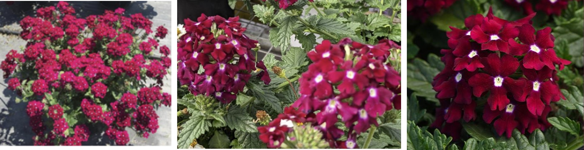 Verbena EnduraScape™ Burgundy