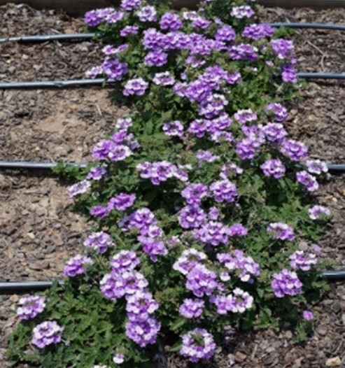 Verbena EnduraScape™ Purple Fizz mass planting