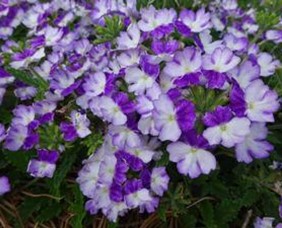 Verbena EnduraScape™ Purple Fizz flowers