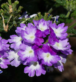 Verbena EnduraScape™ Purple Fizz close-up of flowers