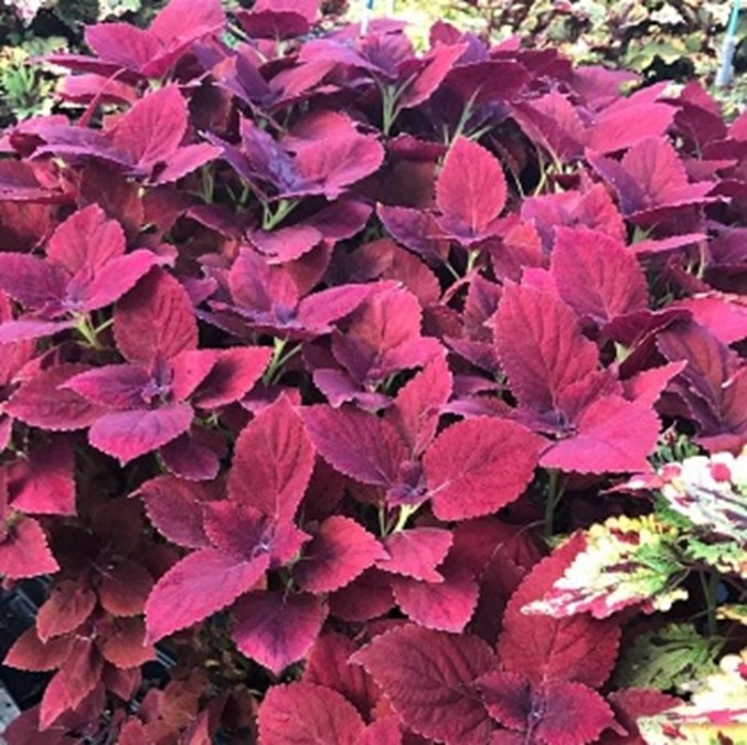 Coleus 'Burgundy Sun' plant