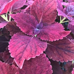 Coleus 'Burgundy Sun' close up of red foliage
