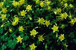 Columbine ‘Texas Gold’