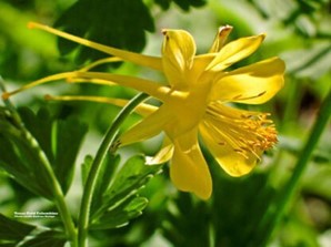 Columbine ‘Texas Gold’ yellow flower