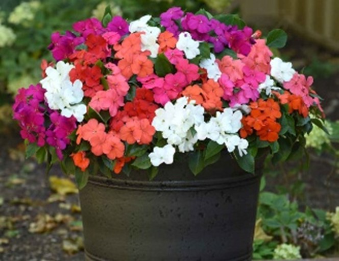 Impatiens Imara® Xdr Mix in a container
