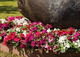 Impatiens Imara® Xdr Mix mass planting