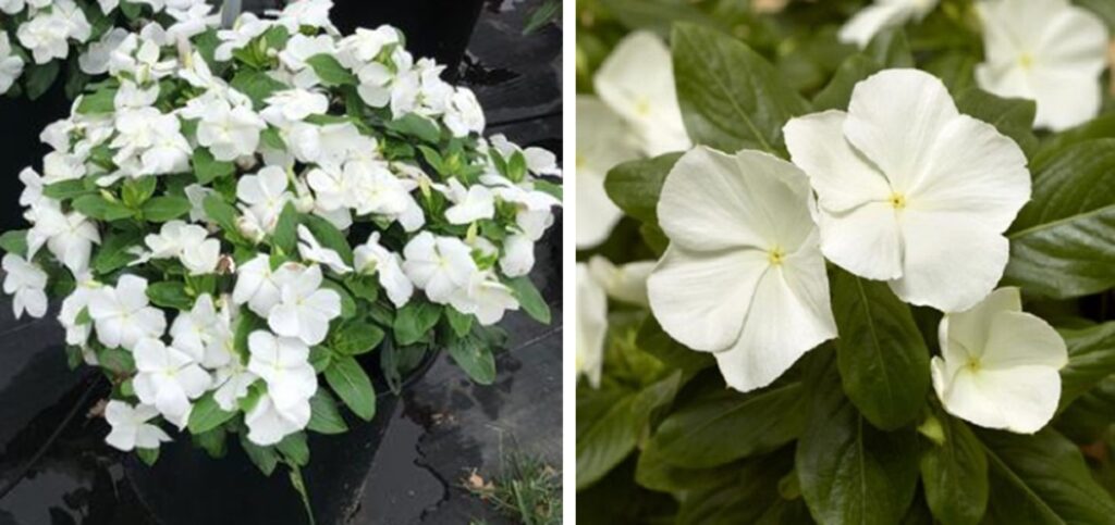 Vinca 'Cora® XDR White
