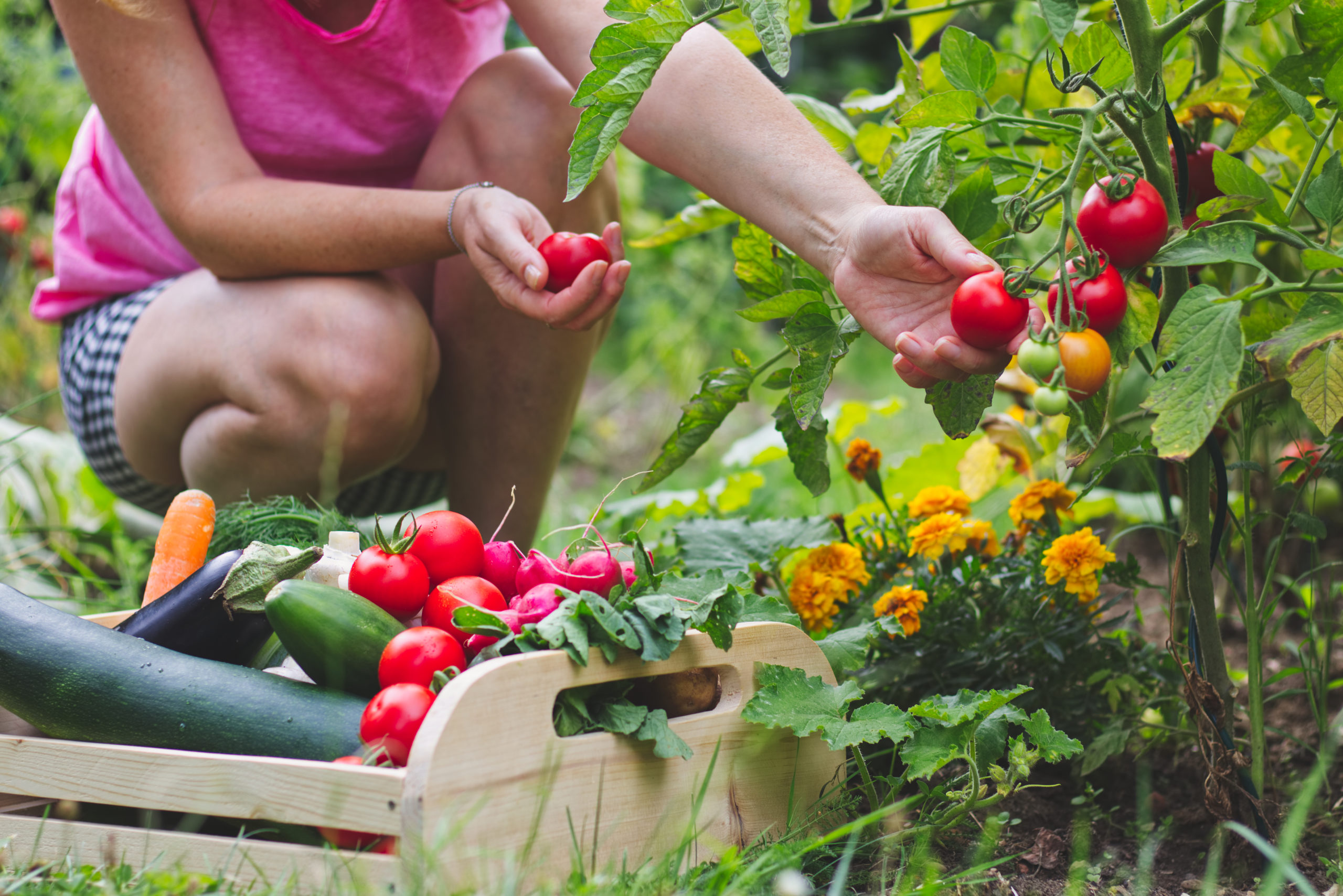 Woman,Harvesting,Fresh,Tomatoes,In,Her,Organic,Garden.,Homegrown,Produce