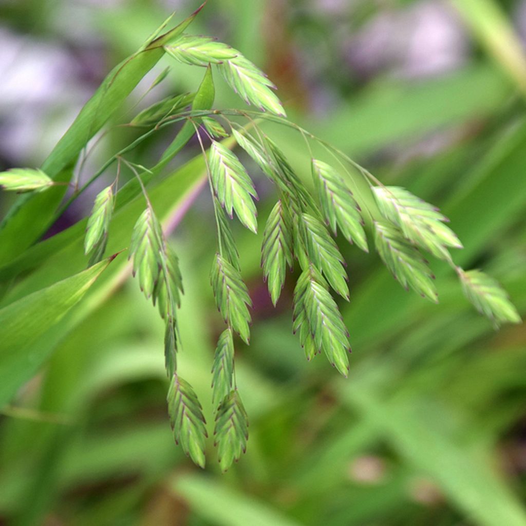 Northern Sea Oats - Henderson County Master Gardener Association