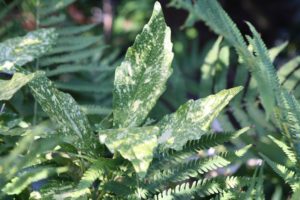 Fantastic Foliage