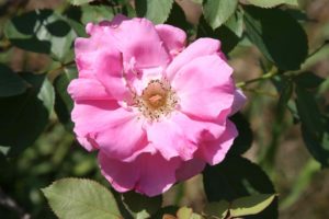 Back in Bloom pink wild rose